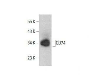 CD74 Antibody (A-6) - Western Blotting - Image 352043 