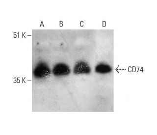 western blotting image from recommended CD74 (LN-2) monoclonal antibody replacement. Image 388036