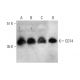 western blotting image from recommended CD74 (LN-2) monoclonal antibody replacement. Image 388036