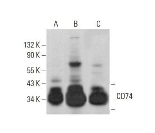 CD74 Antibody (D-6) - Western Blotting - Image 352060 