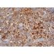 CD74 Antibody (OX4) - Immunohistochemistry - Image 368798