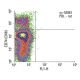 CD74 Antibody (OX6) - Flow Cytometry - Image 13778