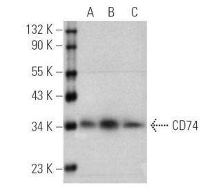 CD74 Antibody (LN-2) - Western Blotting - Image 388812