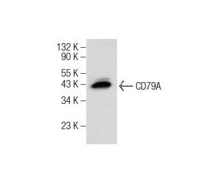 CD79A Antibody (HM47) - Western Blotting - Image 160856