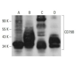 CD79B Antibody (AT107-2) - Western Blotting - Image 381094 