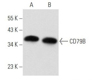 CD79B Antibody (H-3) - Western Blotting - Image 356890 