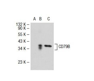 CD79B Antibody (SN8) - Western Blotting - Image 32579