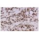 CD8-α Antibody (53-6.7) - Immunohistochemistry - Image 156460 