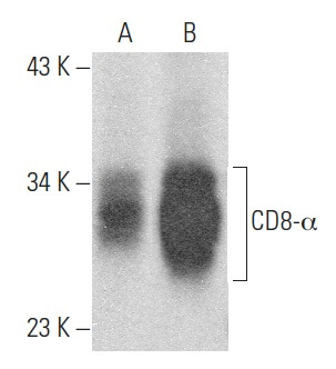 CD8-α Antibody (6A242) | SCBT - Santa Cruz Biotechnology