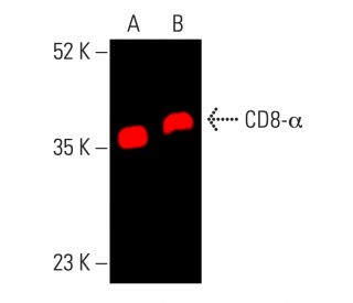 CD8-α Antibody (C8/144B) | SCBT - Santa Cruz Biotechnology