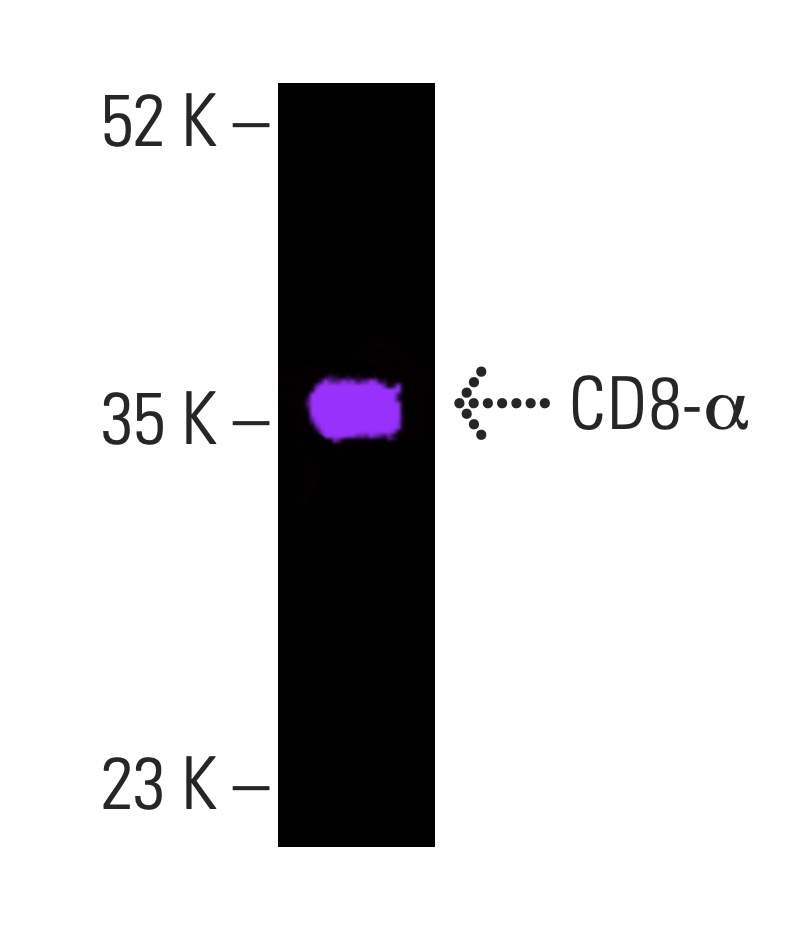 CD8-α Antibody (C8/144B) | SCBT - Santa Cruz Biotechnology