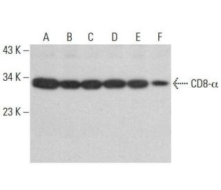 CD8-&alpha; Antibody (D-9) - Western Blotting - Image 352042 