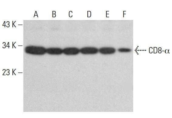CD8-α Antibody (D-9) | SCBT - Santa Cruz Biotechnology