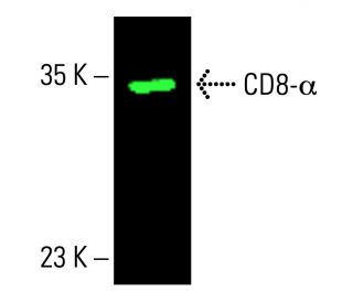 CD8-α Antibody (D-9) | SCBT - Santa Cruz Biotechnology