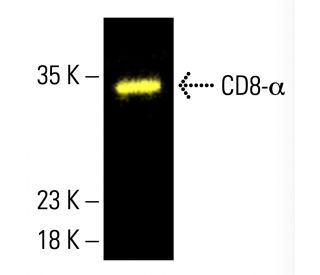 CD8-α Antibody (D-9) | SCBT - Santa Cruz Biotechnology