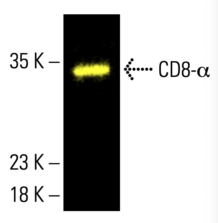 CD8-α Antibody (D-9) | SCBT - Santa Cruz Biotechnology