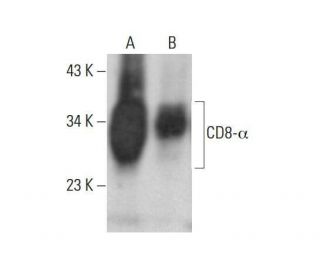 CD8-&alpha; Antibody (OX8) - Western Blotting - Image 352059 