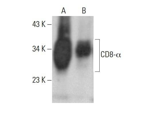 cd8-alpha-antibody-ox8-western