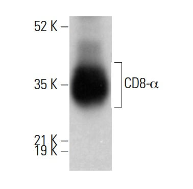 CD8-α Antibody (OX8) | SCBT - Santa Cruz Biotechnology