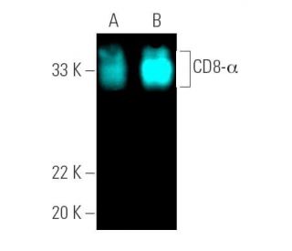 CD8-α Antibody (OX8) | SCBT - Santa Cruz Biotechnology