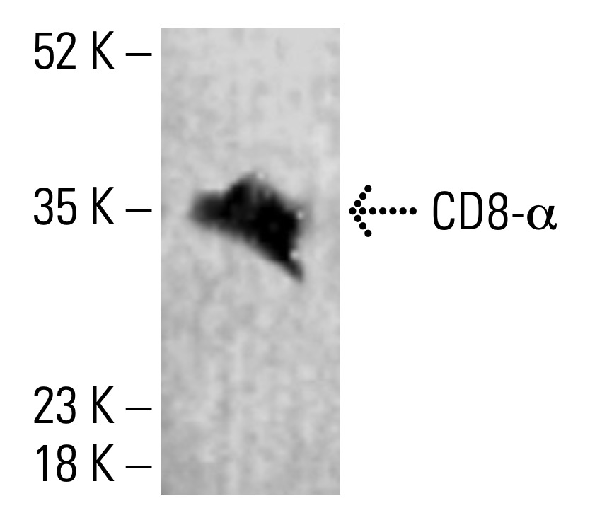 CD8-α Antibody (OX8) | SCBT - Santa Cruz Biotechnology