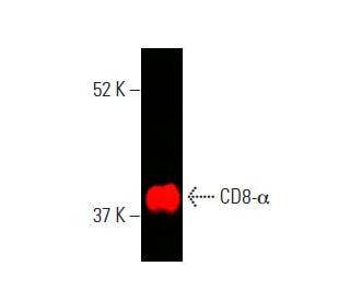 CD8-α Antibody (C8/144B) - Western Blotting - Image 397438