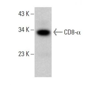 CD8-α Antibody (0.N.66) - Western Blotting - Image 376126Each CRISPR/Cas9 Knockout (KO) Plasmid product consists of a pool of 3 plasmids designed to ensure identification and cleavage of a specific gene for maximum knockout efficiency. Each plasmid encodes a unique 20 nt sequence derived from the GeCKO (v2) library.