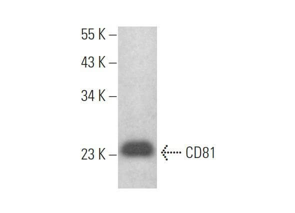 CD81 Antibody (0.N.165) | SCBT - Santa Cruz Biotechnology