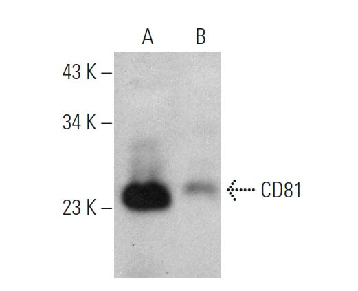 CD81 Antibody 1.3.3.22 SCBT Santa Cruz Biotechnology