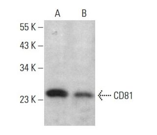CD81 Antibody (1.3.3.22) - Western Blotting - Image 376755 