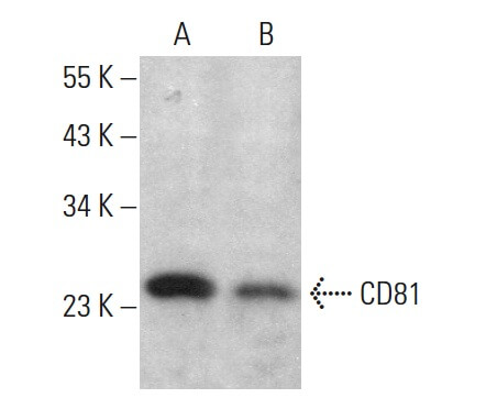 cd81-antibody-1-3-3-22-western