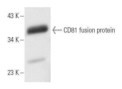 CD81 Antibody 5A6 SCBT Santa Cruz Biotechnology