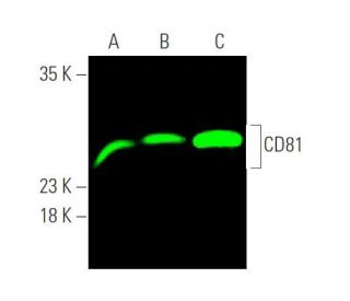 CD81 Antibody B 11 SCBT Santa Cruz Biotechnology