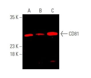 CD81 Antibody (B-11)