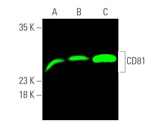 CD81 Antibody (B-11) | SCBT - Santa Cruz Biotechnology