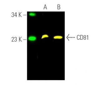 CD81 Antibody (B-11)