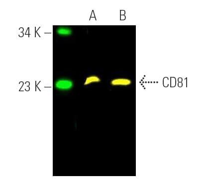 CD81 Antibody B 11 SCBT Santa Cruz Biotechnology