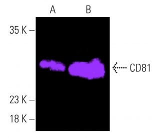 CD81 Antibody B 11 SCBT Santa Cruz Biotechnology