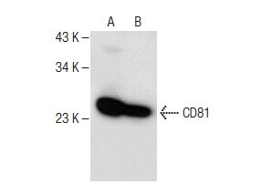 CD81 Antibody (D-4) | SCBT - Santa Cruz Biotechnology