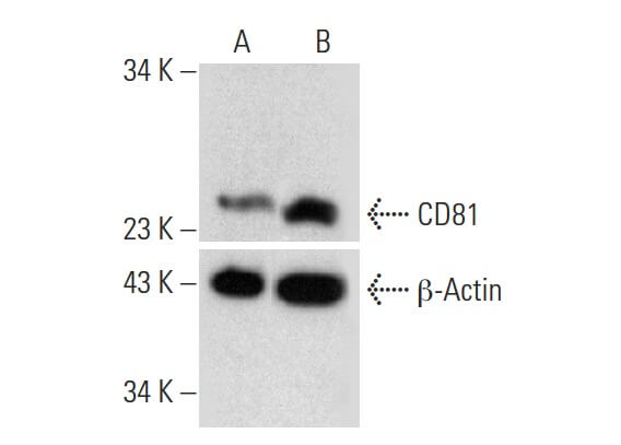 CD81 Antibody (D-4) | SCBT - Santa Cruz Biotechnology