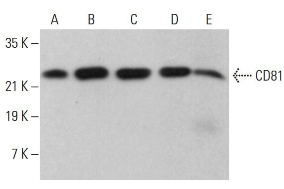 CD81 Antibody D 4 SCBT Santa Cruz Biotechnology