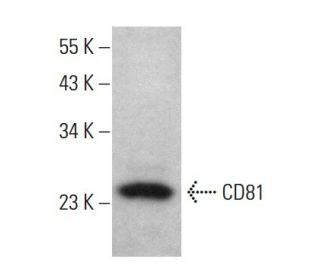 CD81 Antibody EAT2 SCBT Santa Cruz Biotechnology