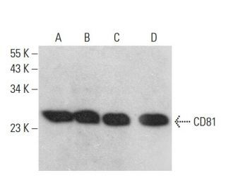western blotting image from recommended CD81 (B-11) monoclonal antibody replacement. Image 380208