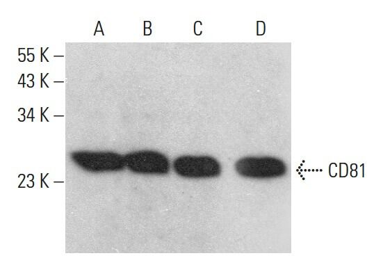 CD81 Antibody (H-121) | SCBT - Santa Cruz Biotechnology