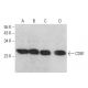 western blotting image from recommended CD81 (B-11) monoclonal antibody replacement. Image 380208