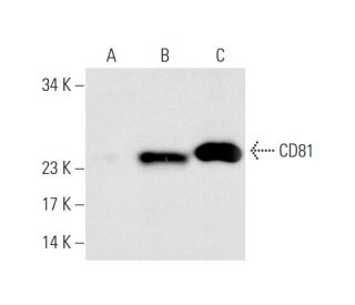 CD81 Antibody (B-11) - Western Blotting - Image 63177