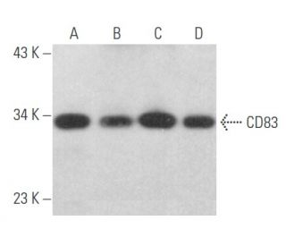 CD83 Antibody (F-5) - Western Blotting - Image 356153