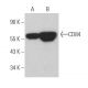 CD84 Antibody (0.N.167) - Western Blotting - Image 364008 