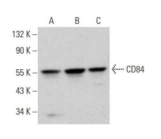 CD84 Antibody (152-1D5) - Western Blotting - Image 381767 