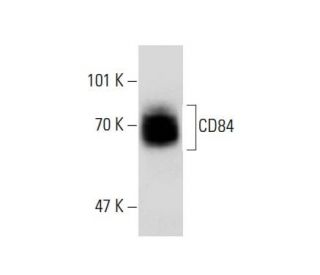 CD84 Antibody (2Q1463) - Western Blotting - Image 138620 
